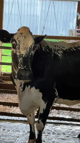 My pretty girl 🤩🤩 I actually bought her years ago when calves were cheap so wasn’t expensive lol 