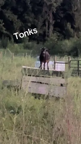 #dancechallenge  #dancetok  #dancinggoat #goats #goatsoftiktok 