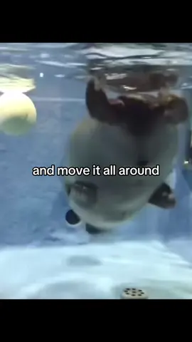SOUPYSEAL IS BACK #seal #fyp #sealcore #cute #silly 