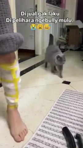 Naughties cats funniest shorts video’s hahaha😜😜😜😂😂😂🤣🤣🤣😛😛😛….. #cat #funny #fyp #catsoftiktok #foryou 