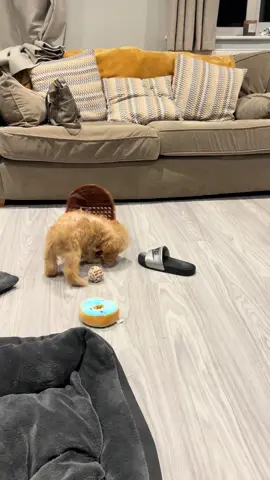 Can’t believe this is my boys Cody & Bear cockapoo double trouble brothers  