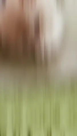 cute compilation cat video #cutecat #kittens #cat #foryou #kittensoftiktok 