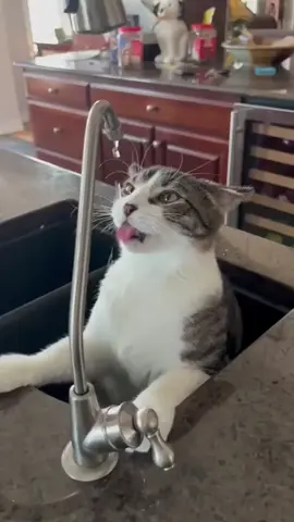 These cats are full of surprises 🐾😂 #FunnyCats #CatTok #KittyComedy #FelineFun #CatLife 