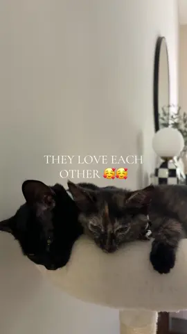 She’s now living her best life 🥰🥰 #fyp #secondkitty #catperson #kitty #adoptakitty 