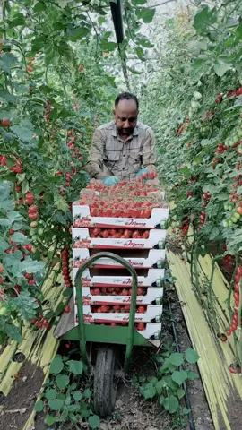 CANADA Visa available #foryou #foryoupage #foryou #foryoupage 