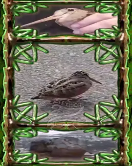 Music by OVe-NaXx — Fitness Club At Big Rave Party The Gabba House DJ Toecutter #червячки  #アメリカヤマシギ #americanwoodcock #ovenaxx #vsratcore 