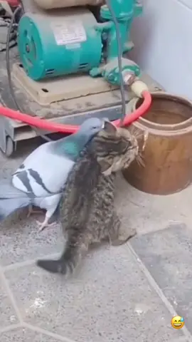 bird vs cat funny fighting haha so funny video tiktoks😜😜😜😂😂😂🤣🤣🤣….#bird#fyp #catsoftiktok #funny #funnycat  