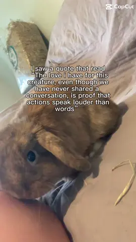 My boy 💕🙌#rabbitsoftiktok #fypシ゚viral🖤tiktok #trendingnow #capcut_edit 