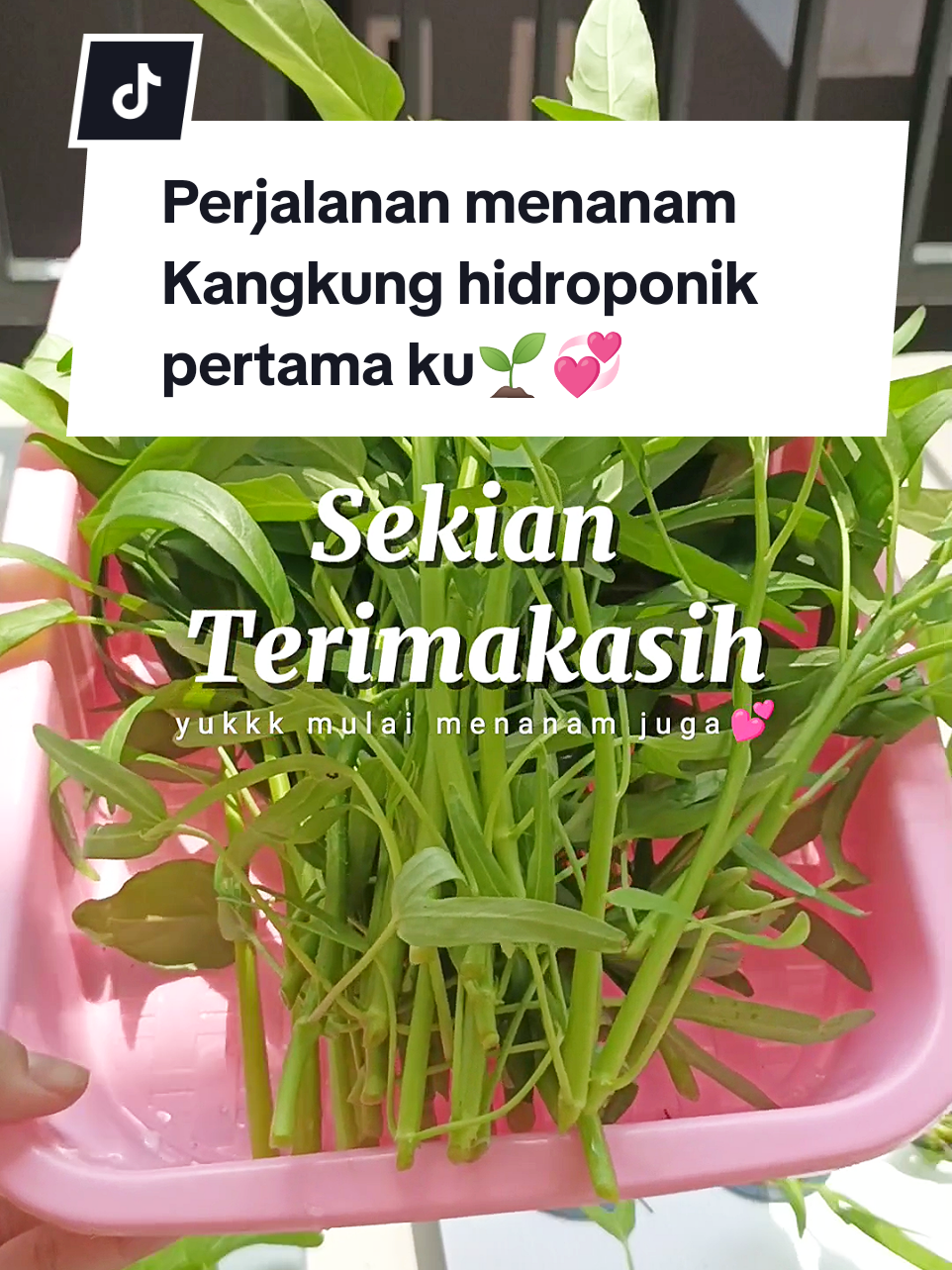 Perjalanan Tanam kangkung hidroponik Pertama ku💞 Alhamdulillah 🤲🏻 ga nyangka banget, iseng2 ternyata bisa panen juga🌱🥰 #tanamanhidroponik #hidroponik #kangkung #benihseribuan #berkebun 