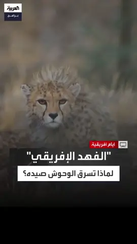 عيد اليحيى: رغم سرعته المذهلة وقدرته الفائقة على الصيد إلا أن فكه الصغير لا يؤهله لمواجهة الأسود والضباع والنمور التي تسرق فرائسه #أيام_أفريقية #العربية_برامج