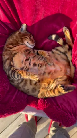 Enough cuddles already mom😼#catmom #bengalcats #bengalkittensoftiktok #kittyspout #purinaone 