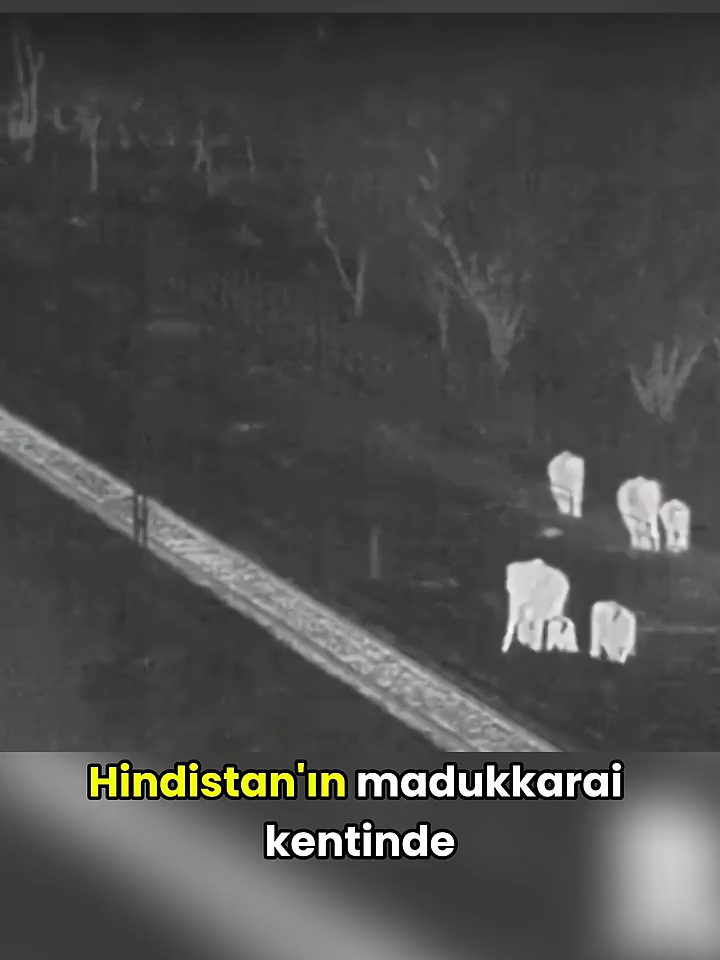 Yapay Zeka Filleri Nasıl Kurtarıyor_ 🚞🐘 #ilginçbilgiler #öneçıkar #tiktokvideo #knowledge #didyouyawn