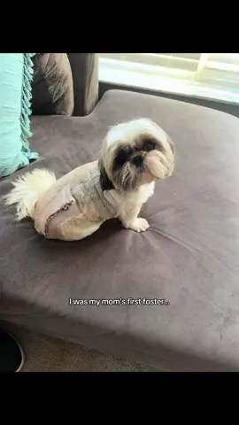 The real Otto adoption story. 😄 #puppymillsurvivor #shihtzu #dog #adoptdontshop 