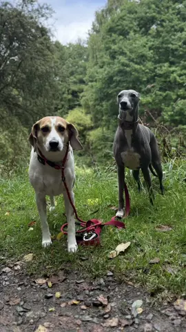 Rain makes kids hyper… turns out, dogs too 🌧️🐾 Zoomies unlocked, puddles conquered, chaos achieved. #fyp #dogsoftiktok #dogdaycare #dog #dogs 