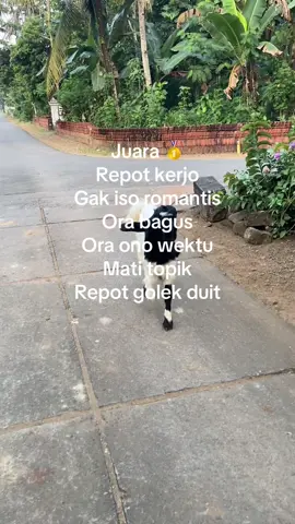 Umume wong lanang boss💪🏻 #etawakaligesing #etawaindonesia #KandangBapakFarm #etawaluarbiasa #peternakmuda 