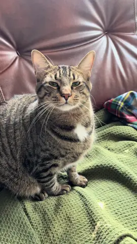 I just want to squeeze him allllll day 🥹🥹 #catsoftiktok #phoenix #tabbycatsoftiktok #fyp #trending 