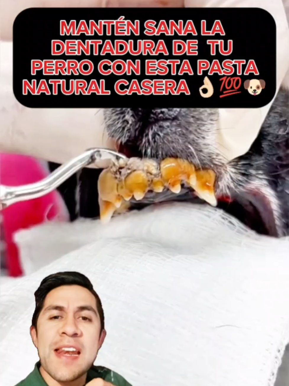 Mantén sana la dentadura de tu perro con esta pasta natural casera 👌🏻💯🐶 #perros #educacioncanina #entrenamientocanino #canecorso 