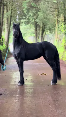 ✨ YEGUA IMPORTADA HOLANDESA ✨ 🐎 Juventud, clase y genética en su máxima expresión 📌 Edad: 2 años 📏 Alzada: 1.68 m a la cruz 📄 Registro y pasaporte holandés 🧬 Fullpaper – línea de sangre destacada, lista para brillar #yeguas #frisones #caballosimportados #frisonesblack 