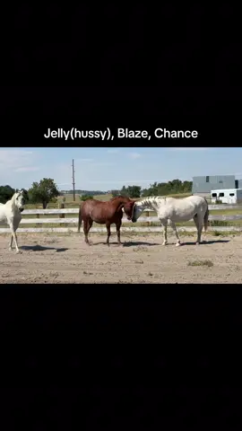 #JellyBlazeChance#RescuingHorses #FunnyHorses #HorseVideos #savinghorses