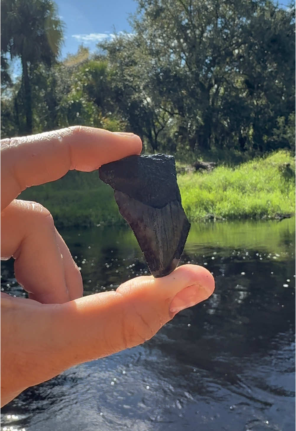 #Megalodon tooth found in the #PeaceRiver #sharkteeth 