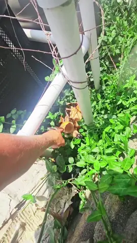 DON’T ever TRIM an OVERGROWN area without INSPECTING first! #lawncare #fyp #chillinos #lawntok 