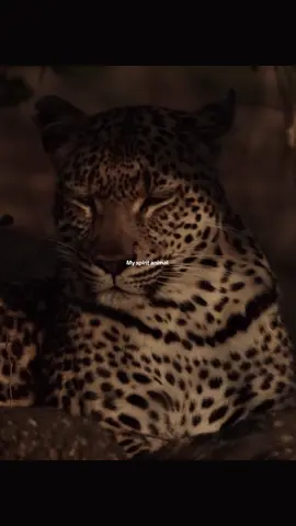 #zoologytok #wildanimals #fypシ #jaguar #jaguars 