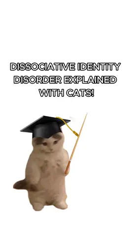 Kitty struggles with DID! #cats #kitties #sillycats #funnycats #DID 