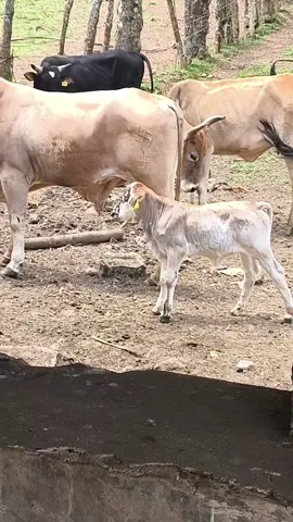 #meteorito #ganaderia #mvz 