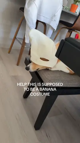 THOSE ARE EAR HOLES #fyp #corgi #dogsoftiktok #fyppppppppppppppppppppppp #fypage 
