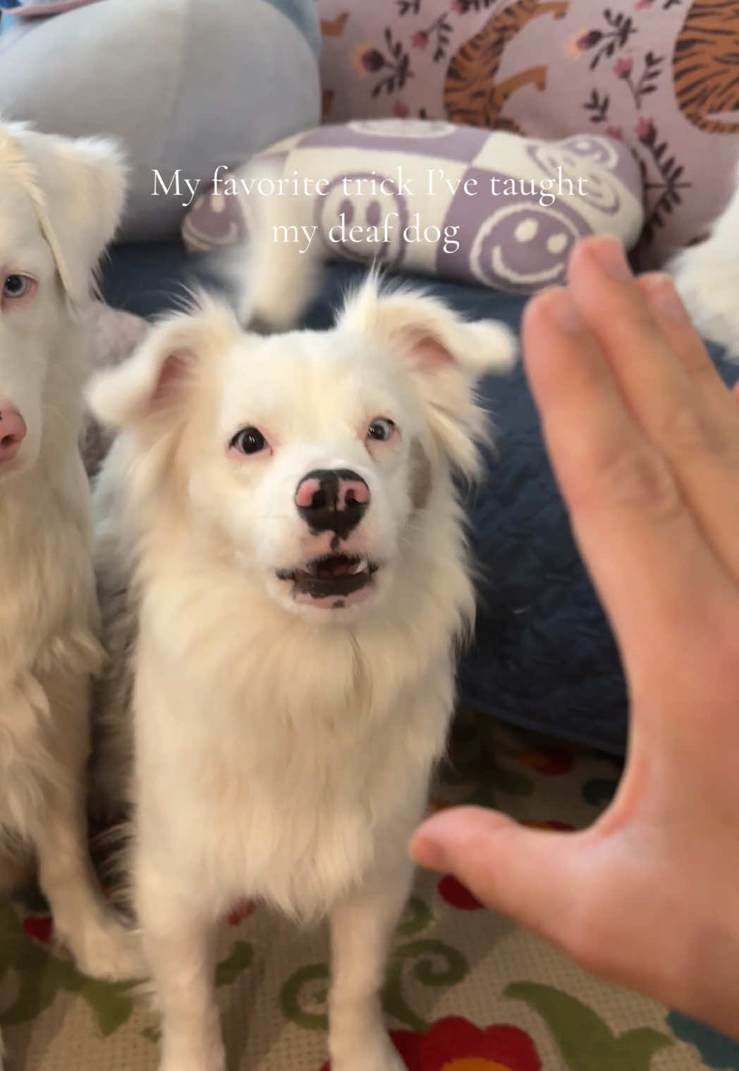 She’s so smart. 🥹 #deaf #dogsoftiktok  For licensing and use, please contact licensing@collab.inc