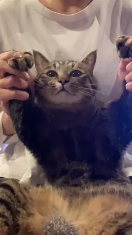 💪#ねこ #猫のいる暮らし #cat 