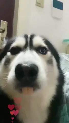 🥰🥰🥰 #dog #happydog #dogsoftiktok #funnyvideos #cutedogs