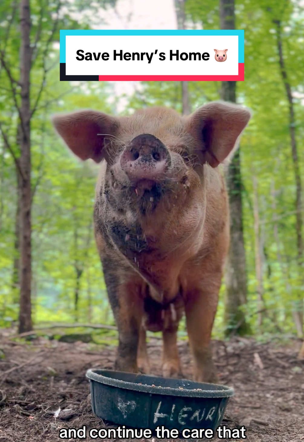 The future of The Gentle Barn Tennessee is at risk, and we need your help ‼️ The Gentle Barn has always been about second chances, for animals and for people. But now we’re facing a challenge we cannot overcome alone. Unless we raise critical funds in the next 3 weeks, we will have no choice but to close The Gentle Barn Tennessee. So many animals call this location home, like Henry, our senior pig who needs consistent, specialized care, and cannot be moved. For him and all of our TN rescued animals, this sanctuary is their safe haven. It’s also where people in the community come to heal, connect, and find hope.  This isn’t just about saving a location, it’s about saving the animals who depend on it most, and keeping a place of healing alive.  Please donate today to save The Gentle Barn Tennessee. We can’t do this without you 💚 Donate now via Venmo @TheGentleBarn or at the link in our bio 🙏 #rescueanimals #support #nonprofit #farmanimalsanctuary #thegentlebarn 