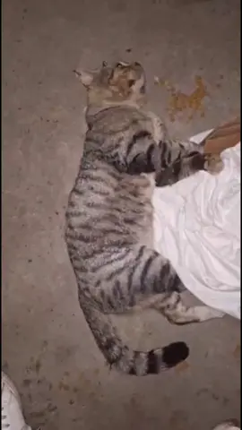 Gato Atropellado. Hoy de alta , aún en proceso de recuperación 💪🏽 #rescateanimal #noalmaltratoanimal #gatos 