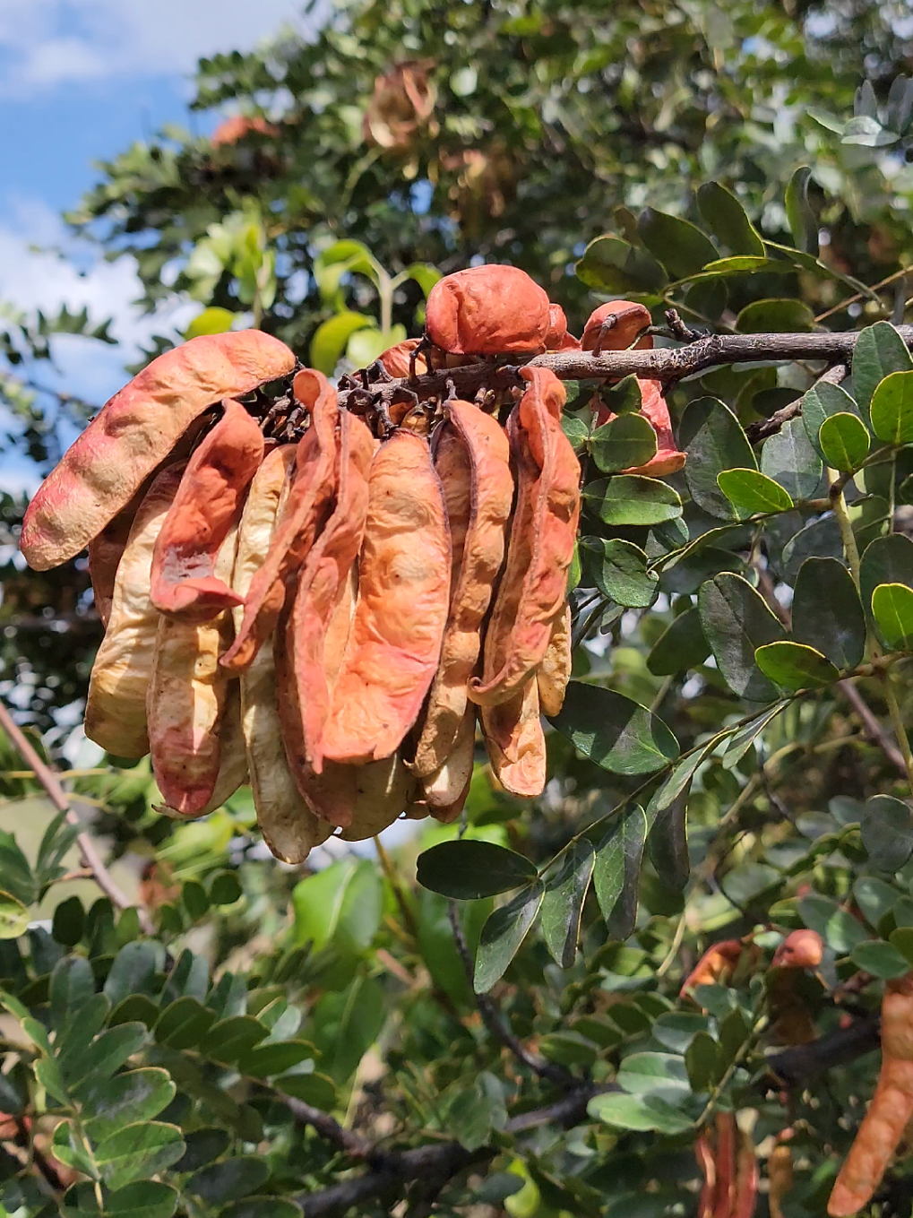 Perú mayor exportador de Tara o Taya a nivel mundial.#agro #perú#exportacion #agricultura #agroperuano 
