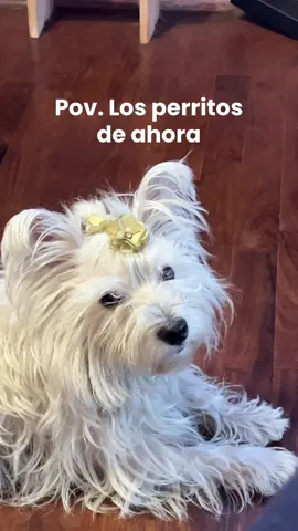 Ya no la puedo ni mirar sin premio en mano 🤡🤡🤡 #dog #viral #trend #fypシ #peru