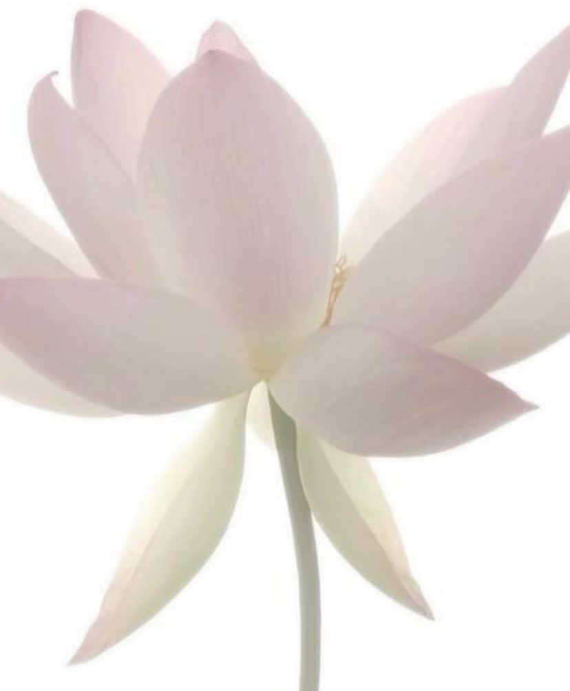 OLLE ZIIII uwuuuu, misieño mas profundo unu #noflop #deidad #xybca #viral 