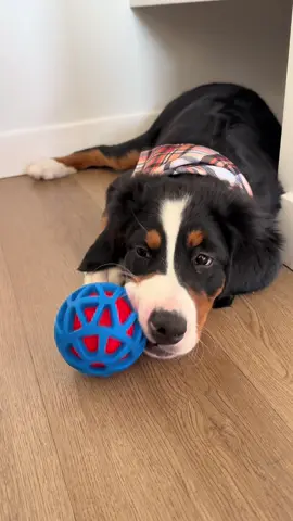 The new ball that’s supposed to roll itself. Except she doesn’t let it go long enough to do that #puppy #bernesemountaindog #fyp 