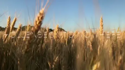 Hollenbeck to nowhere . . . . . . #hollenbecktonowhere #hollenbeck #fypシ #wheatfield 