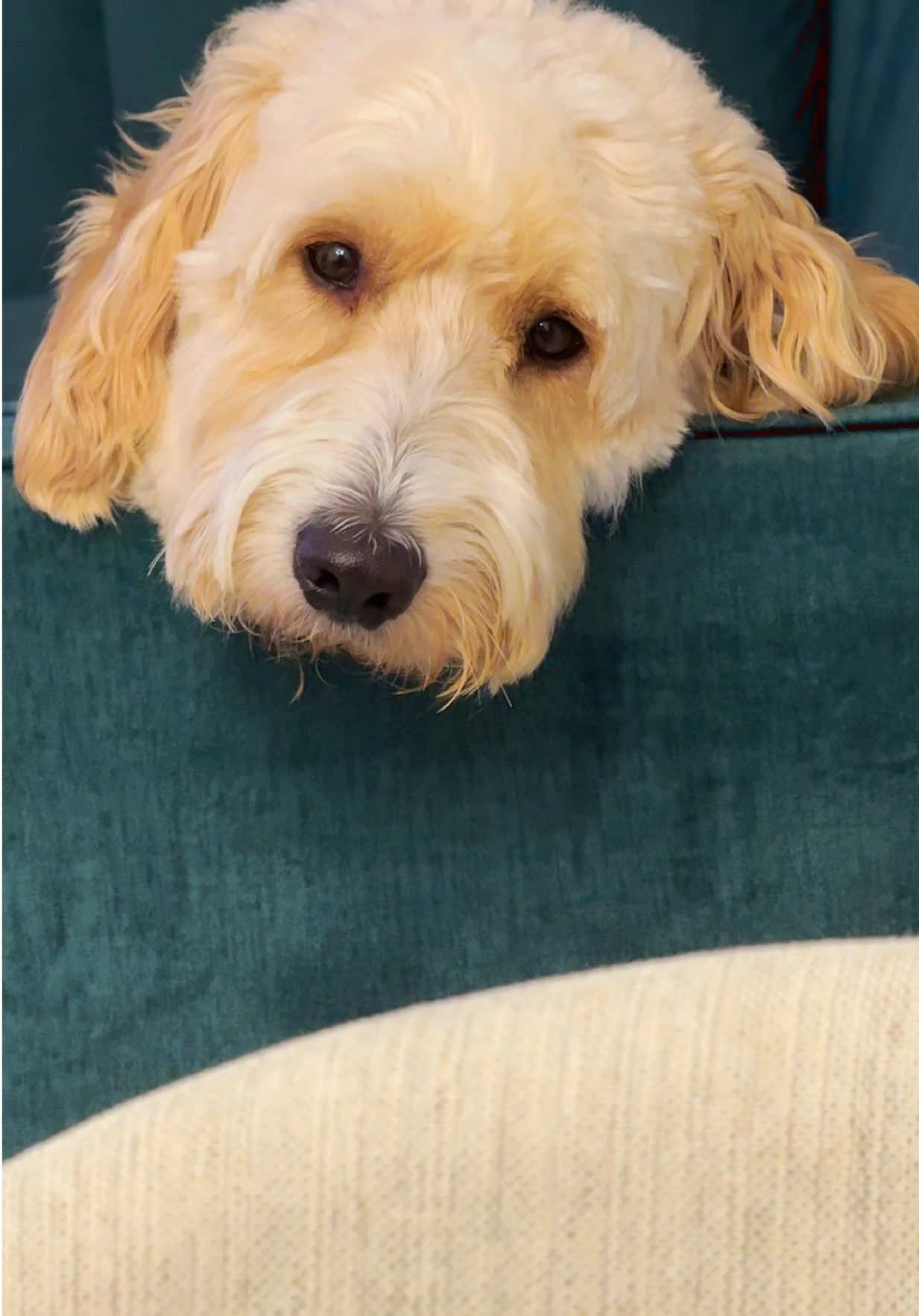 Mi Paco 🐶💙@SoyRenato💎✨ #viralvideo #famous #famousdog #mipaco♥️ #miami 