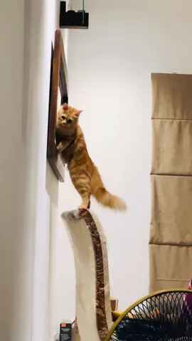 Too sexy 😂🤭#leothecat #orangecat #catsoftiktok #gingercat #persiancat #funnycat #catlover #PetsOfTikTok 