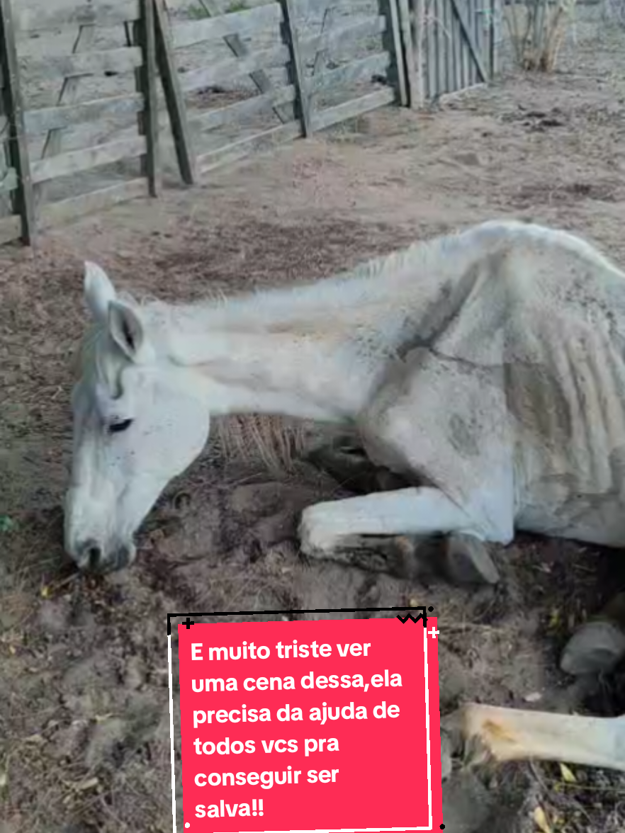 gente por favor, quem puder contribuir pra que esse resgate aconteça ela agradece muito!!