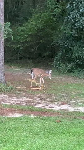 #frontporch #buck #buckscounty #deer 