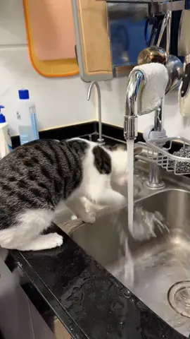 so funny!!!#cats #cute #funnycat #funny #funnyvideos