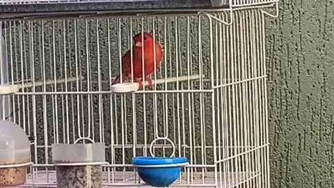 VERMELHO NEVADO 