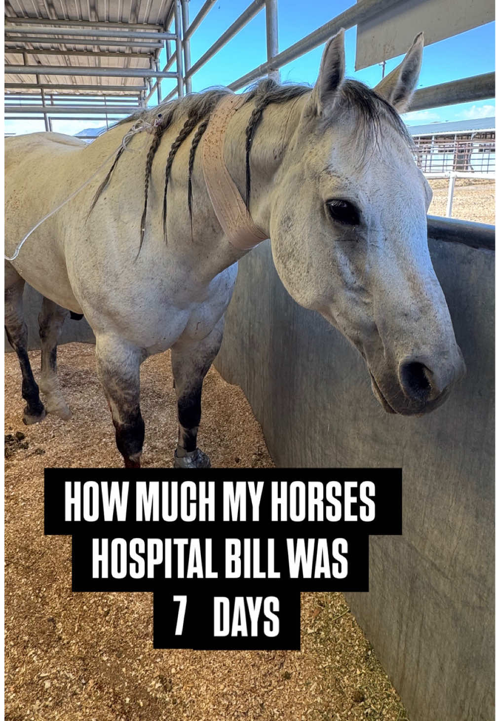 Again purely to be transparent around horse costs:)