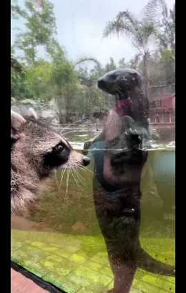 Crystal made some really cool new friends at @Ark Wildlife Care & Sanctuary 🦦 she was very curious about these underwater cuties! *all animals in this video have disabilities and are in a legally licensed sanctuary 