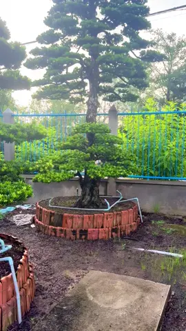#caycanh#bonsai#63tiengiang