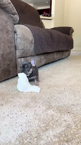 Trouble makers 😆 😆 #frenchiesoftiktok #fyp #puppy #frenchbulldog #trending #viral 