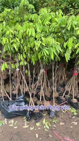 Cây giống nhãn hưng yên ghép trồng 1 năm cho trái nhé#giaretaiday #longnhanhungyen #caynhan 